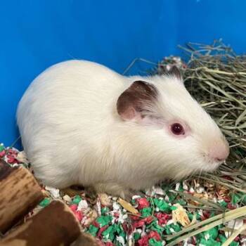 Rescue Guinea Pig Guinea Pigs for Adoption in Bryan, Texas - 59797210 | PetCurious